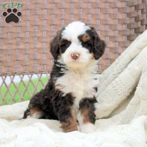 Dixie, Mini Bernedoodle Puppy