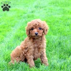 Dixie, Cavapoo Puppy