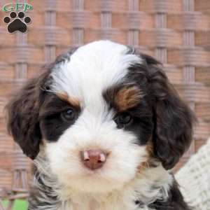 Dixie, Mini Bernedoodle Puppy