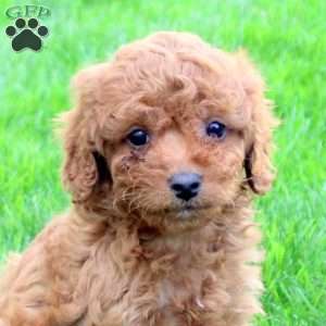 Dixie, Cavapoo Puppy