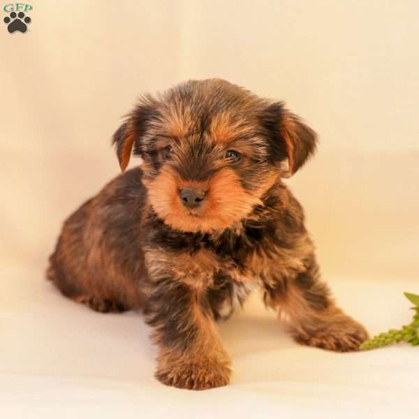 Dixie, Yorkie Poo Puppy