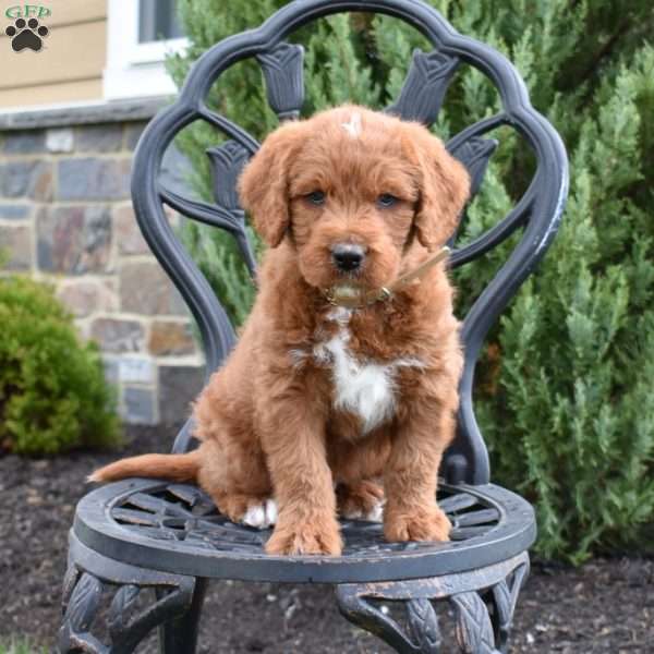 Dodger, Labradoodle Puppy