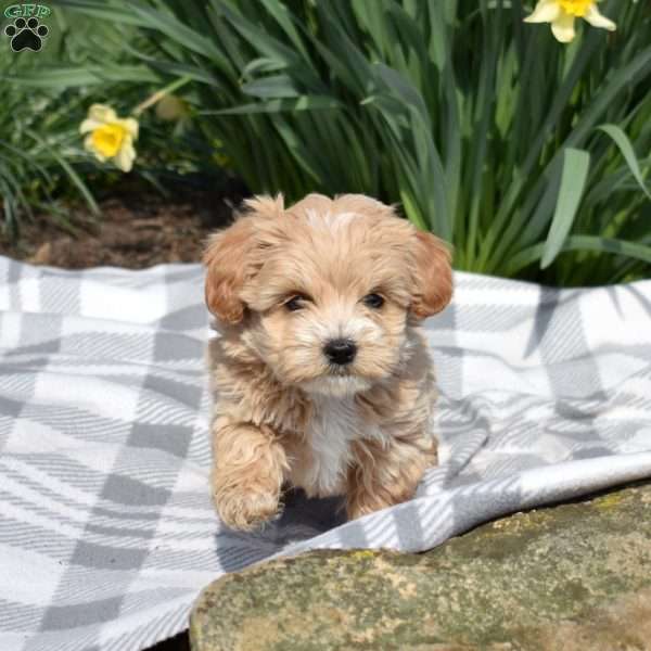 Dolly, Teddy Bear Puppy