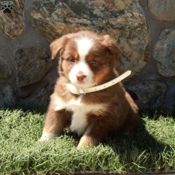 Dolly, Miniature Australian Shepherd Puppy