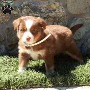 Dolly, Miniature Australian Shepherd Puppy