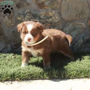 Dolly, Miniature Australian Shepherd Puppy
