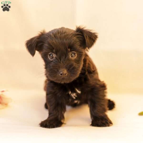 Dolly, Yorkie Poo Puppy