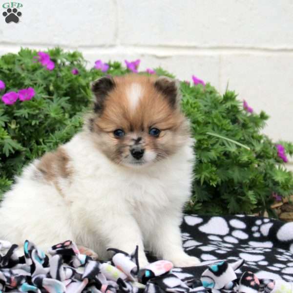 Dom, Pomeranian Puppy