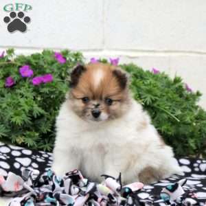 Dom, Pomeranian Puppy