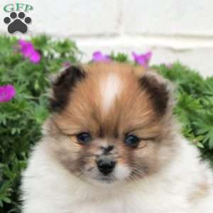 Dom, Pomeranian Puppy