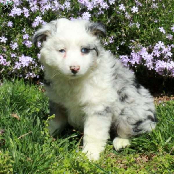 Dora, Australian Shepherd Puppy