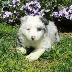 Dora, Australian Shepherd Puppy