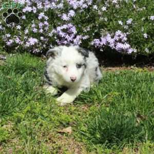 Dora, Australian Shepherd Puppy