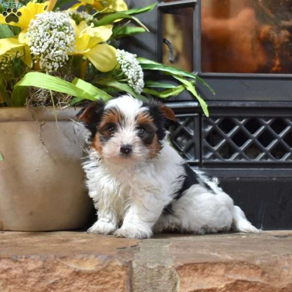 Drifter, Biewer Terrier Puppy