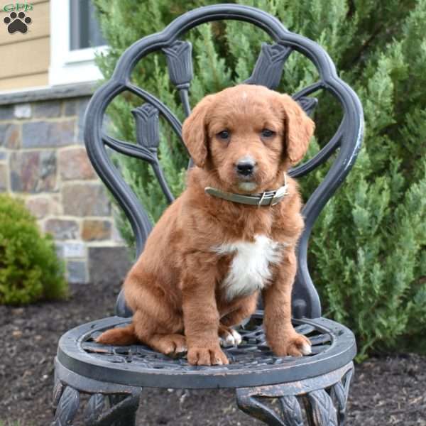 Drifter, Labradoodle Puppy