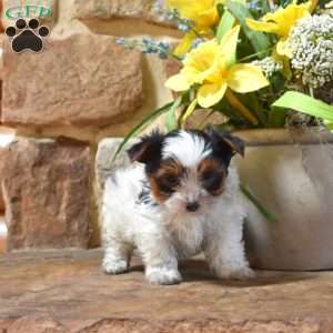 Drifter, Biewer Terrier Puppy