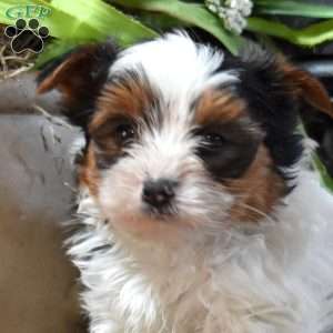 Drifter, Biewer Terrier Puppy