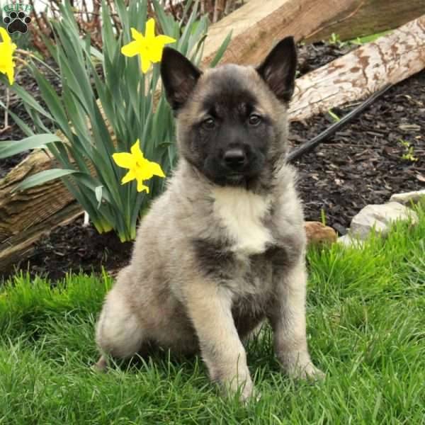 Duchess, Belgian Malinois Mix Puppy