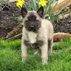 Duchess, Belgian Malinois Mix Puppy