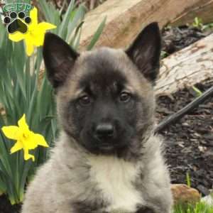 Duchess, Belgian Malinois Mix Puppy