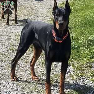 Poncho, Doberman Pinscher Puppy