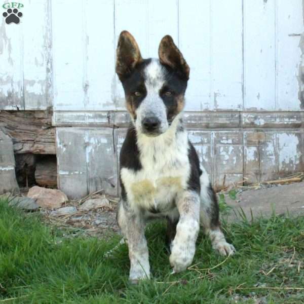 Duke, German Shepherd Mix Puppy