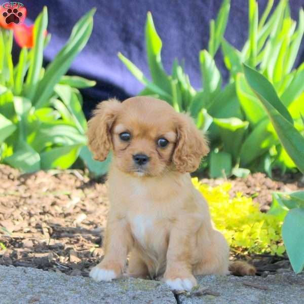 Duke, Cavapoo Puppy