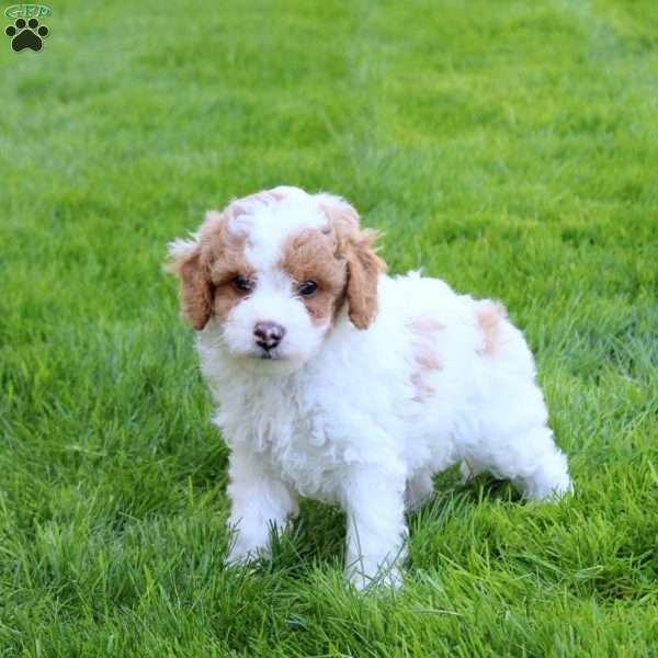 Duke, Cavapoo Puppy