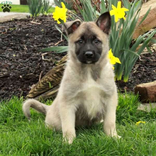 Duke, Belgian Malinois Mix Puppy