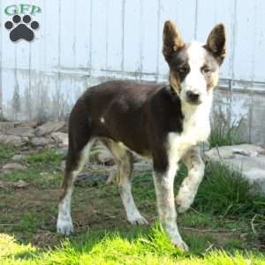 Duke, German Shepherd Mix Puppy