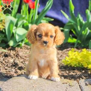 Duke, Cavapoo Puppy