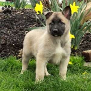Duke, Belgian Malinois Mix Puppy