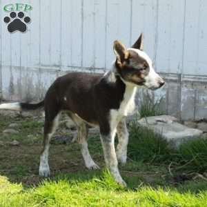 Duke, German Shepherd Mix Puppy