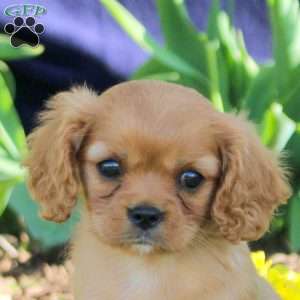 Duke, Cavapoo Puppy