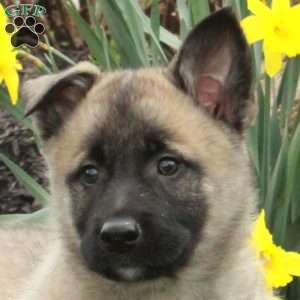 Duke, Belgian Malinois Mix Puppy
