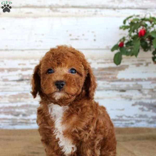 Duke, Miniature Poodle Puppy