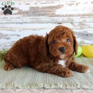 Duke, Miniature Poodle Puppy