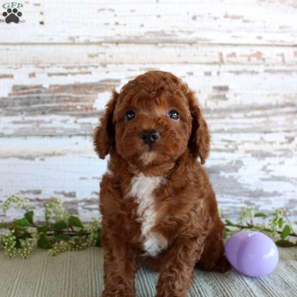 Duke, Miniature Poodle Puppy