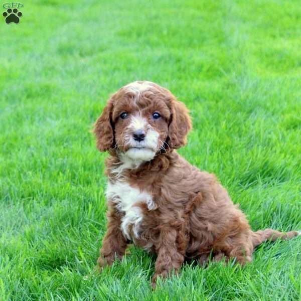 Duncan, Cavapoo Puppy
