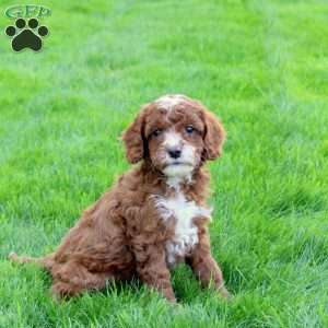 Duncan, Cavapoo Puppy