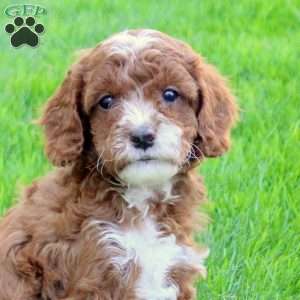 Duncan, Cavapoo Puppy