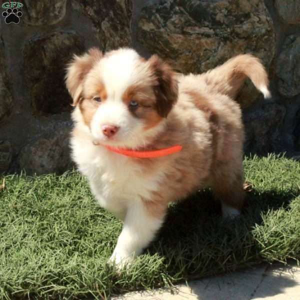 Dune, Miniature Australian Shepherd Puppy