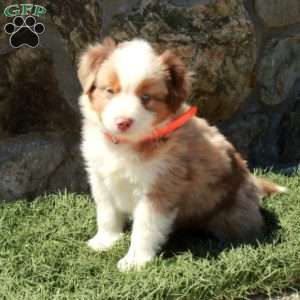 Dune, Miniature Australian Shepherd Puppy
