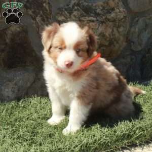Dune, Miniature Australian Shepherd Puppy