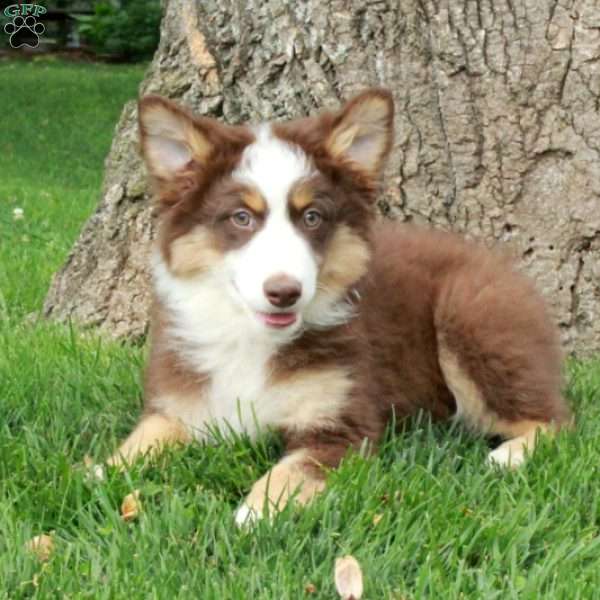 Dustin, Australian Shepherd Puppy