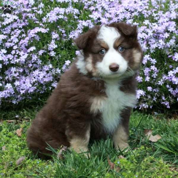 Dustin, Australian Shepherd Puppy