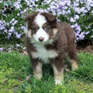 Dustin, Australian Shepherd Puppy