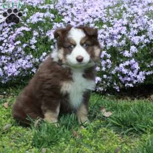 Dustin, Australian Shepherd Puppy