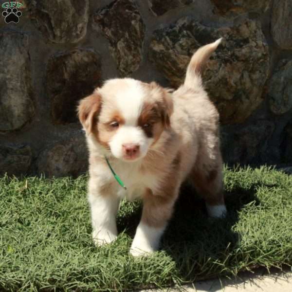 Dusty, Miniature Australian Shepherd Puppy