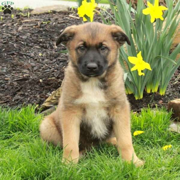 Dusty, Belgian Malinois Mix Puppy